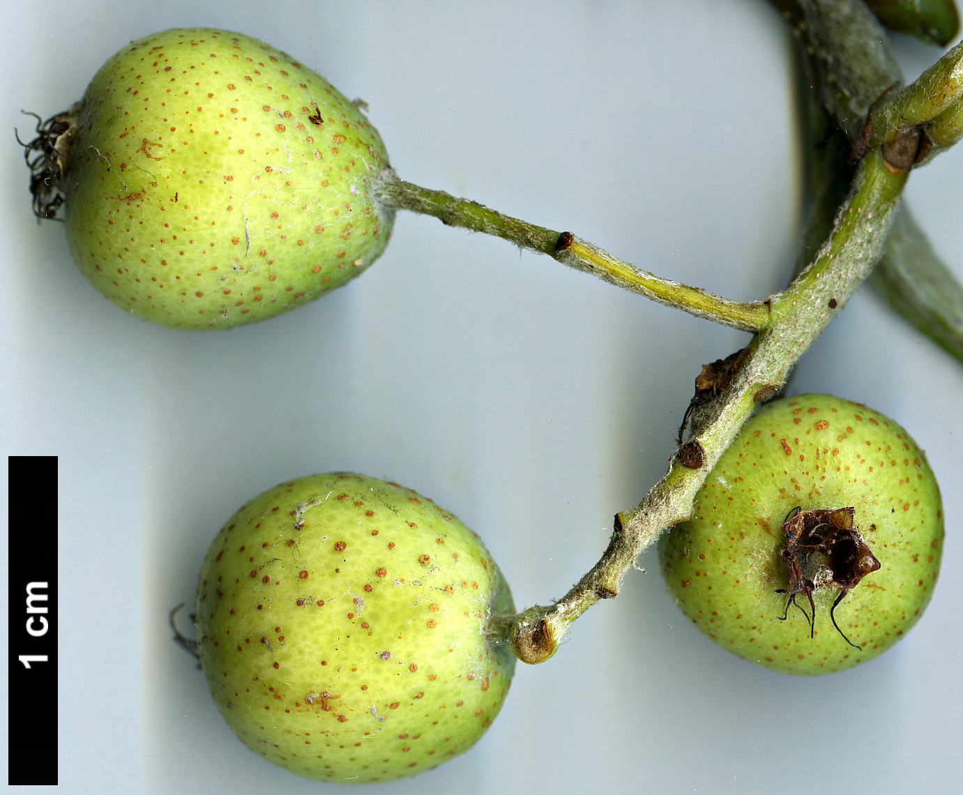 High resolution image: Family: Rosaceae - Genus: Sorbus - Taxon: 'Harold Hillier'